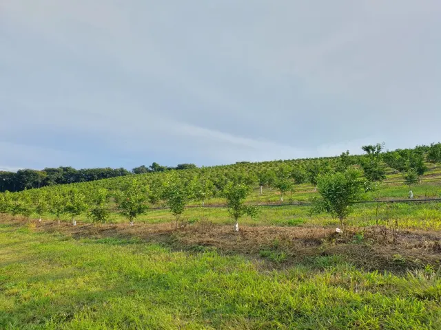 Fazenda de 41 ha com citricultura irrigada — foto 33