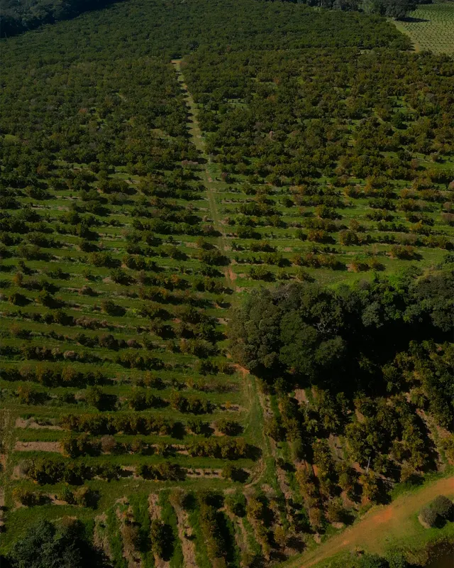 Fazenda de 41 ha com citricultura irrigada — foto 44