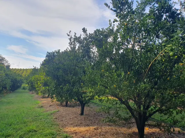 Fazenda de 41 ha com citricultura irrigada — foto 25