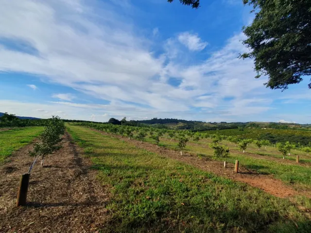 Fazenda de 41 ha com citricultura irrigada — foto 29