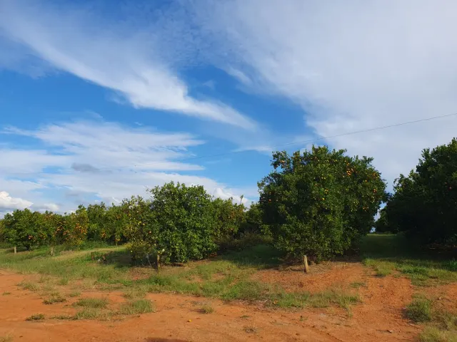 Fazenda de 41 ha com citricultura irrigada — foto 7