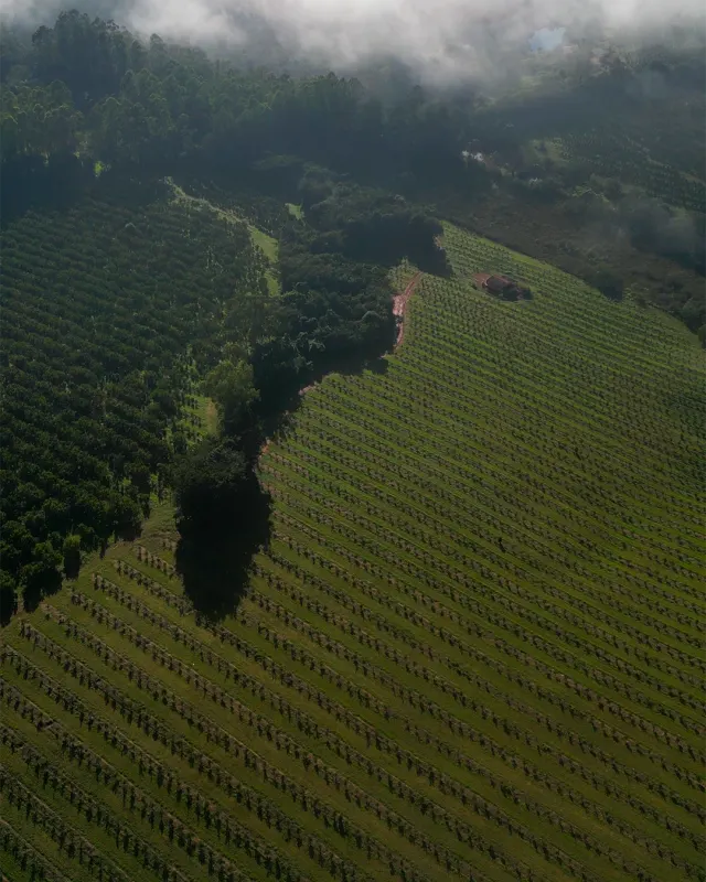 Fazenda de 41 ha com citricultura irrigada — foto 38